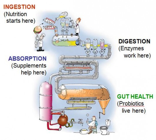Human digestion system and place where probiotics 
