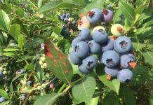 Berry picking at Bärby Självplock, Säve, Göteborg, Sweden