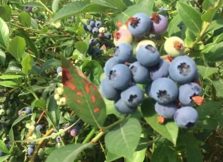 Berry picking at Bärby Självplock, Säve, Göteborg, Sweden