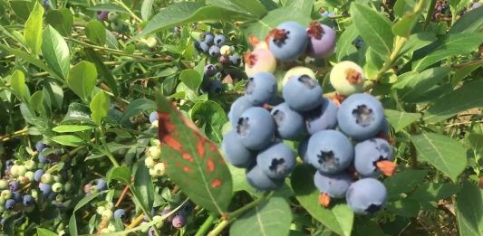 Berry picking at Bärby Självplock, Säve, Göteborg, Sweden