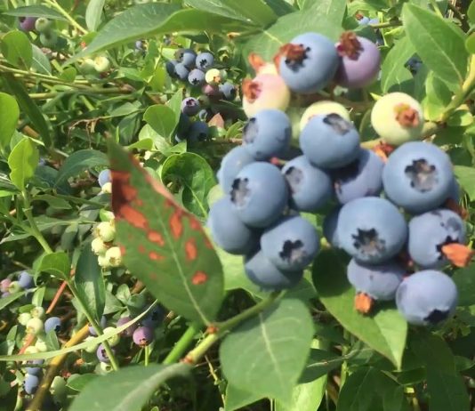 Berry picking at Bärby Självplock, Säve, Göteborg, Sweden