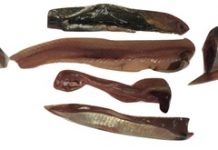 Herring filleting by-products Herring filleting by-products